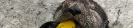 Otter Updates