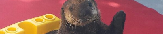 Otter Updates 0.9.6