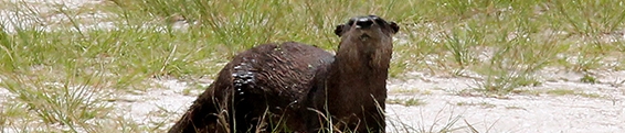 Otter Example: Surfaces